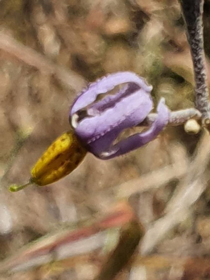 Solano 9