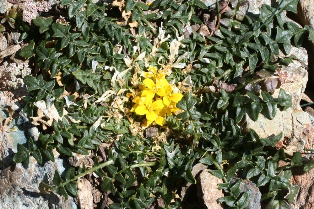 Morisia monanthos 11