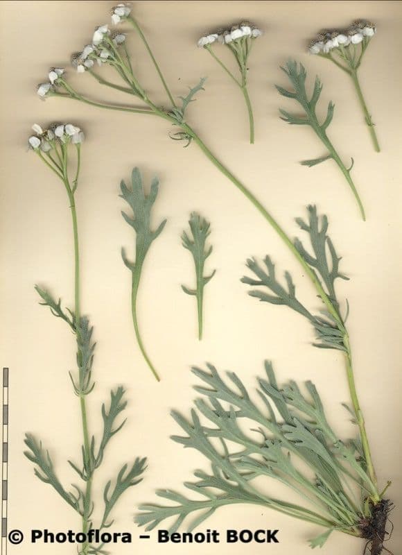 Achillea clavennae 29