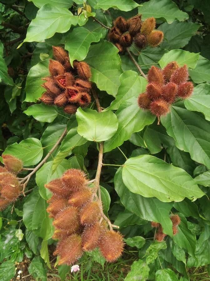 Achiote 4