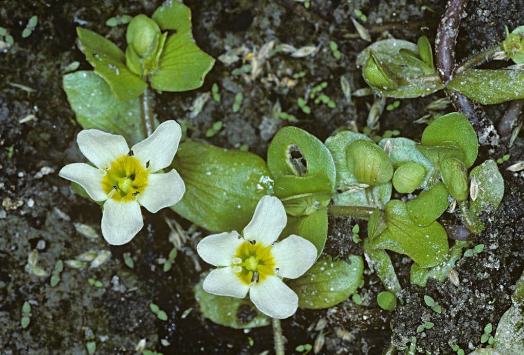 Bacopa