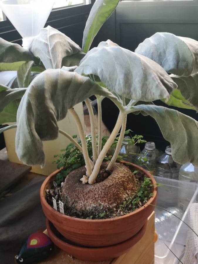 Sinningia leucotricha 8