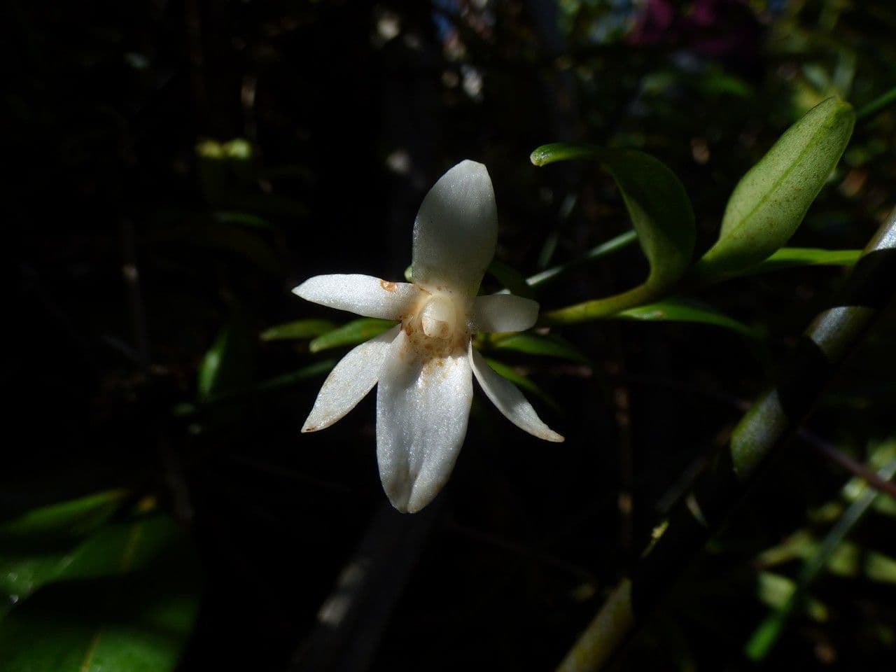 Angraecum