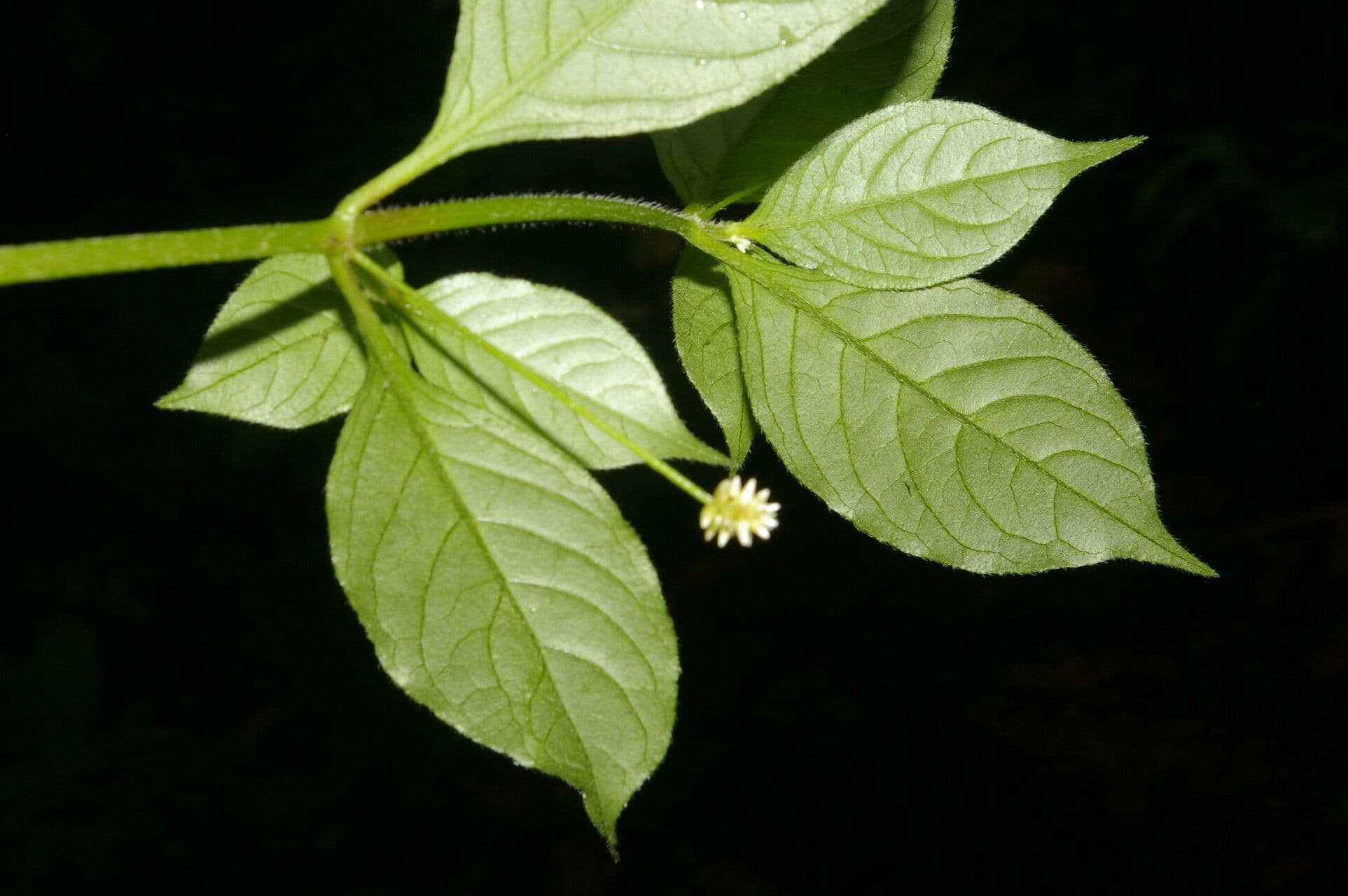 Alternanthera 3