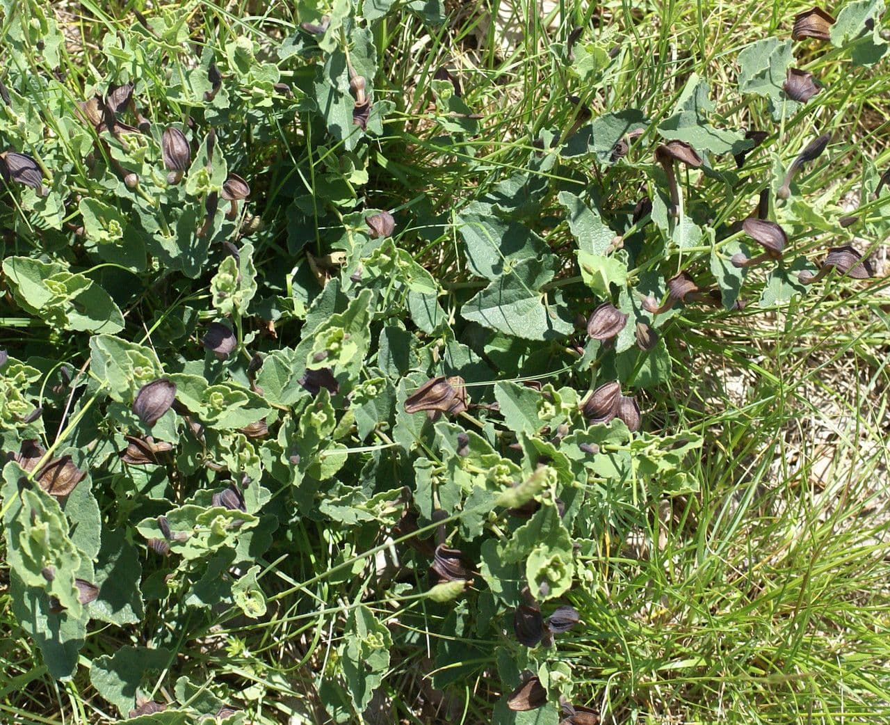 Podražec pistolochie 14