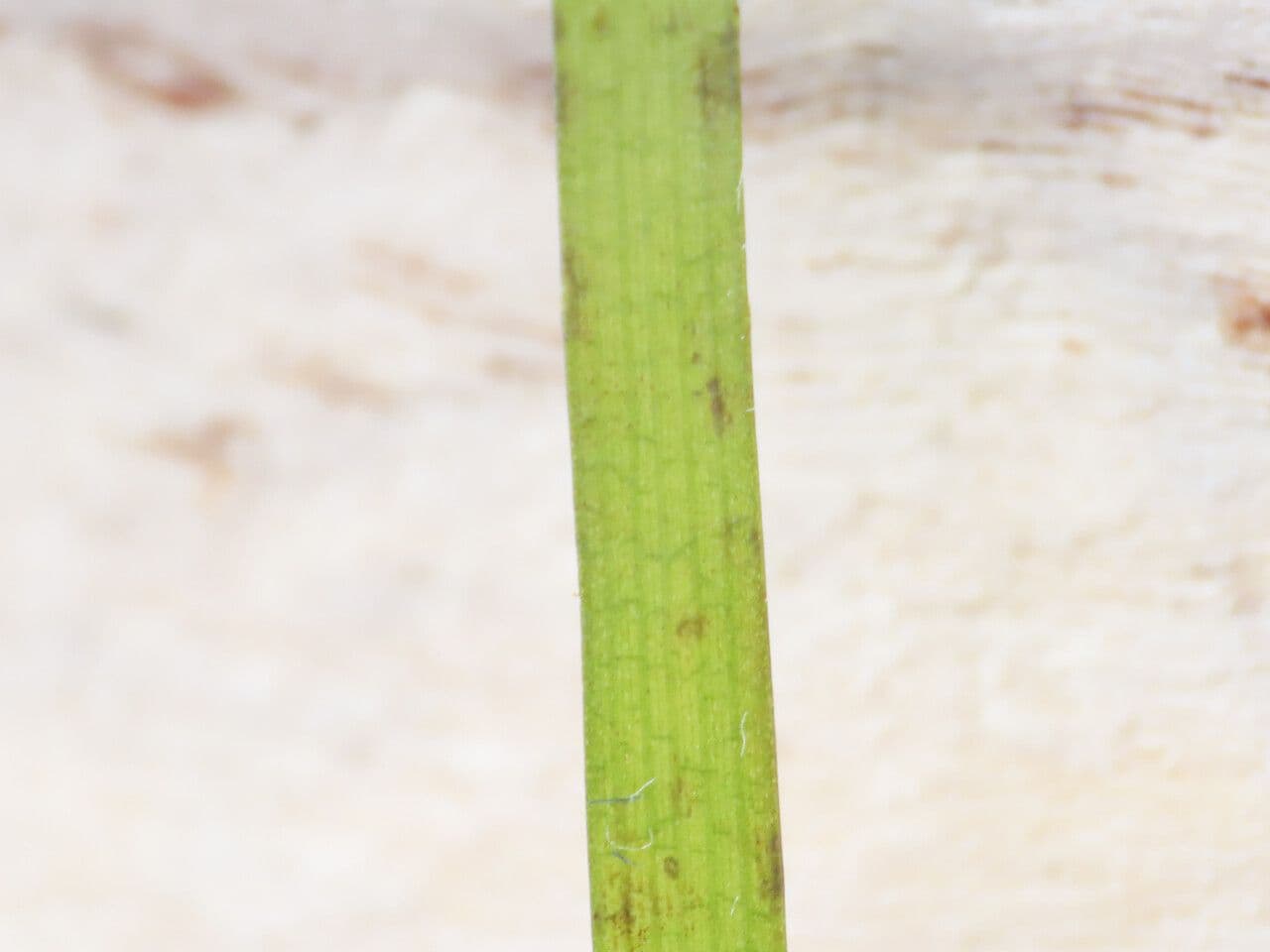 Cymodocea 8