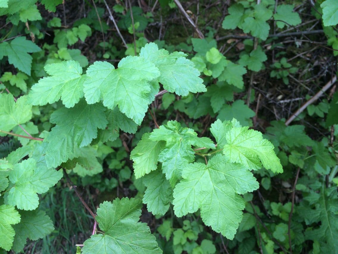 Physocarpus capitatus 12