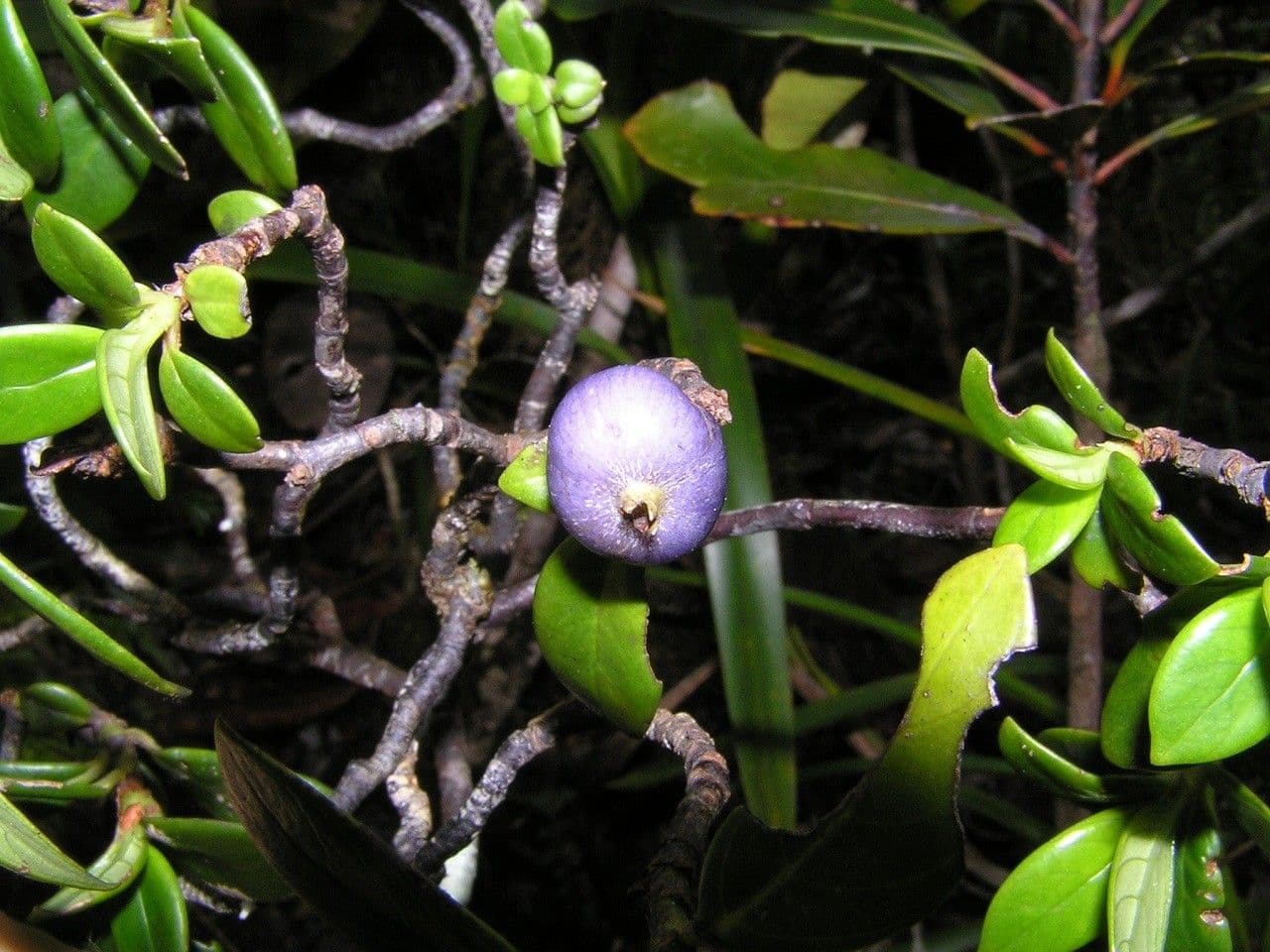 Psicotria pseudomicrodafne 2