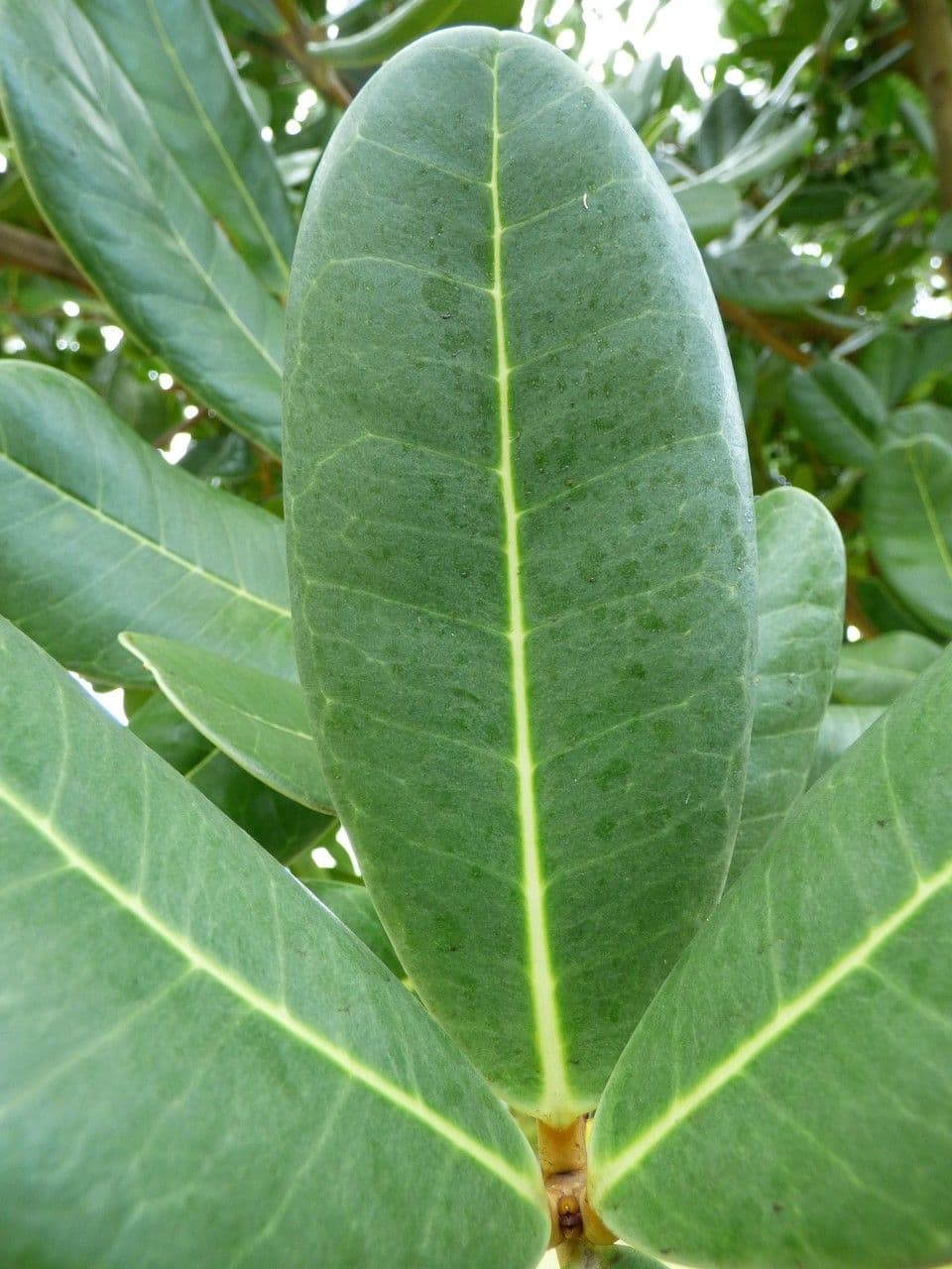 Madagaskar-Olive 15