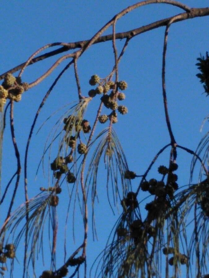 Casuarina equisetifolia 5