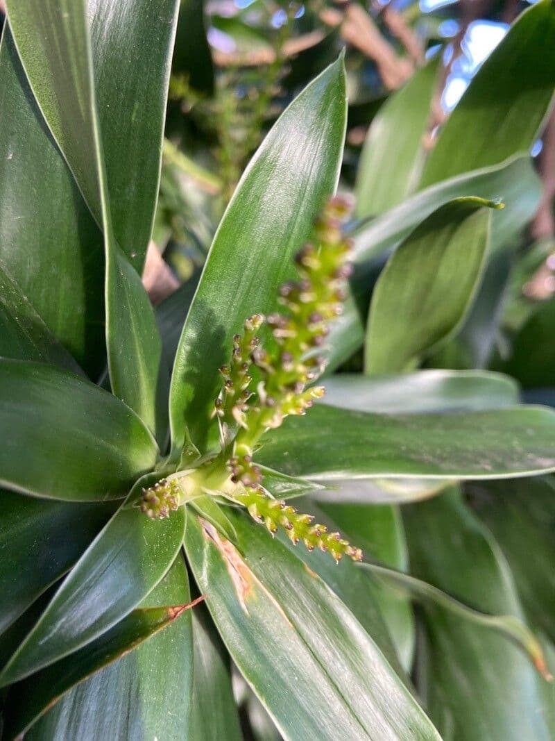 Schmalblättriger Drachenbaum 2