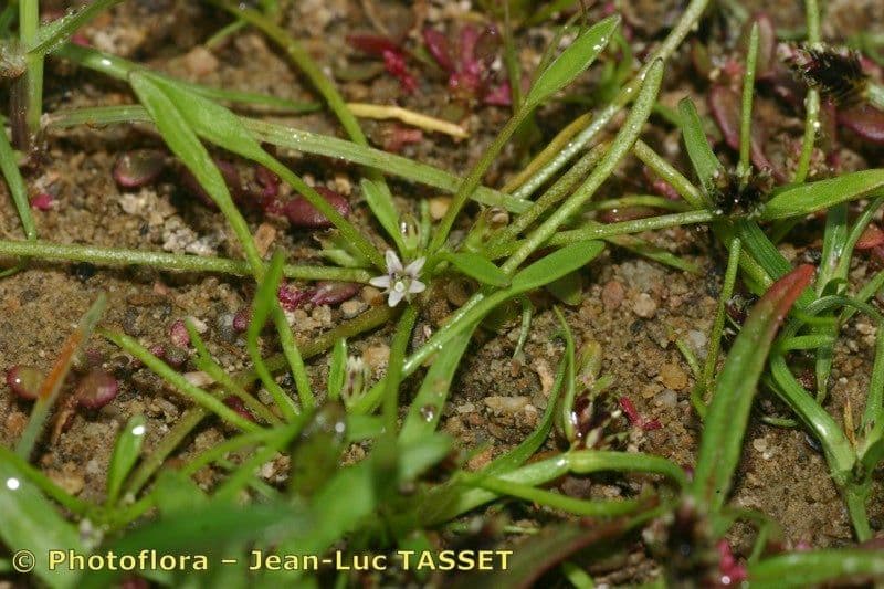 Limosella 3