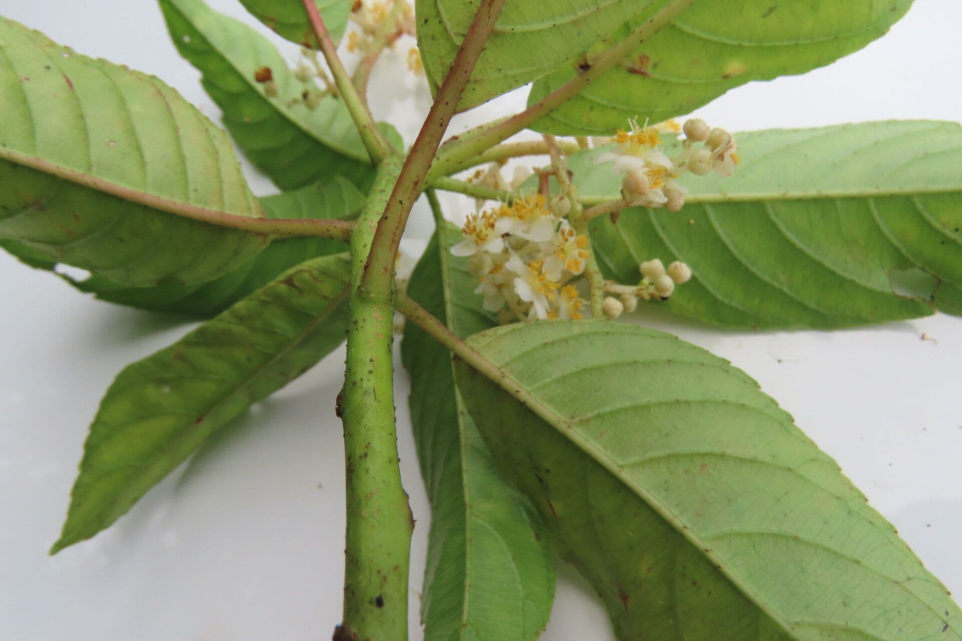 Saurauia 15