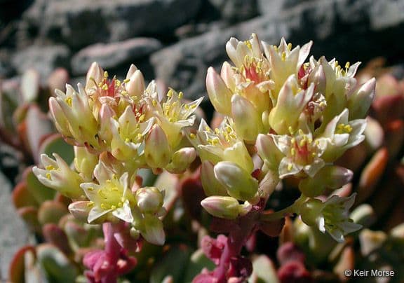 Sedum dell'Oregon 2