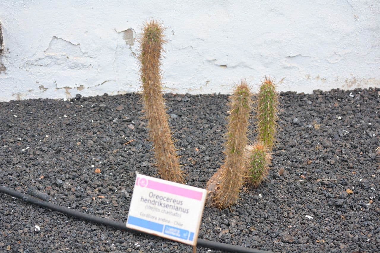 Oreocereus 3