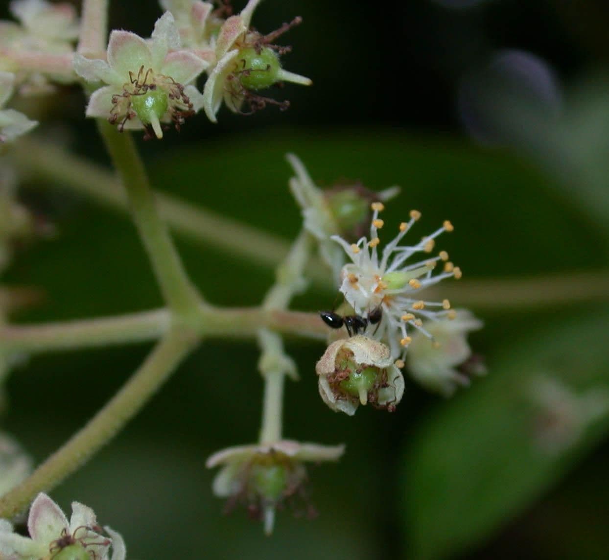 Hasseltia floribunda 4