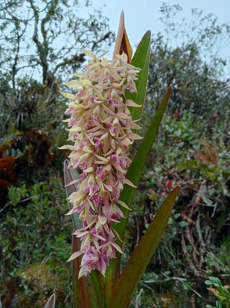 Epidendrum 2