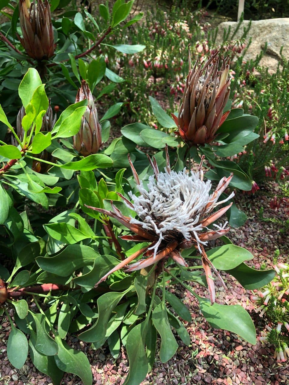 Protea carciofoide 12