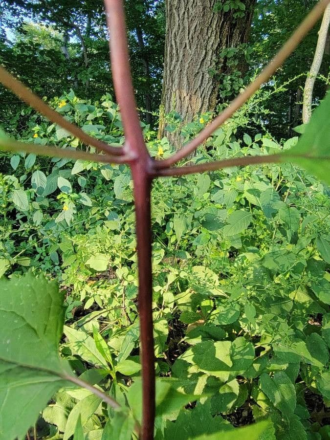Ageratina aromatica 18