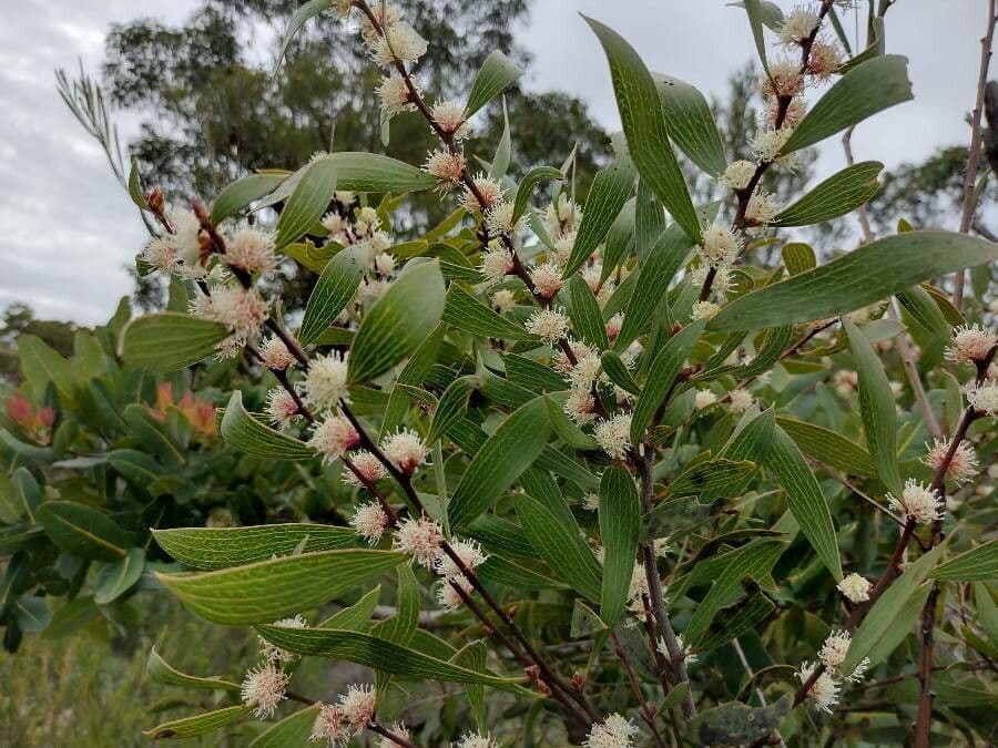 Hakea dactiloida 5