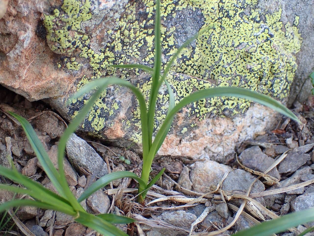 Stinking sedge 12