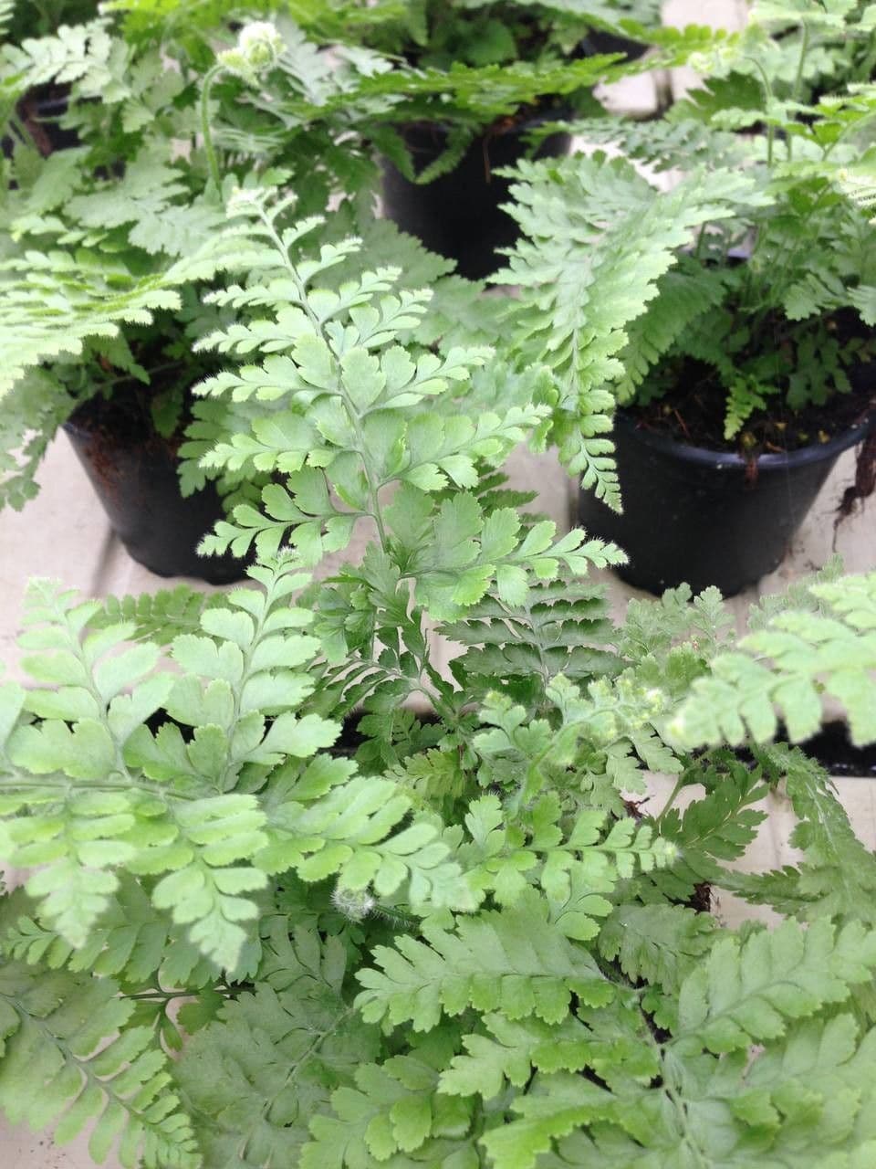 Felce floscia 5