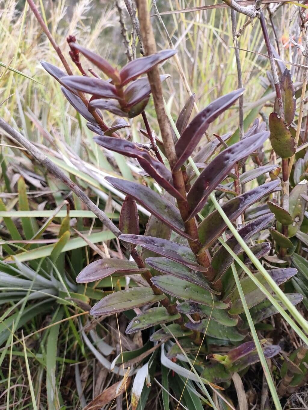 Epidendrum 8