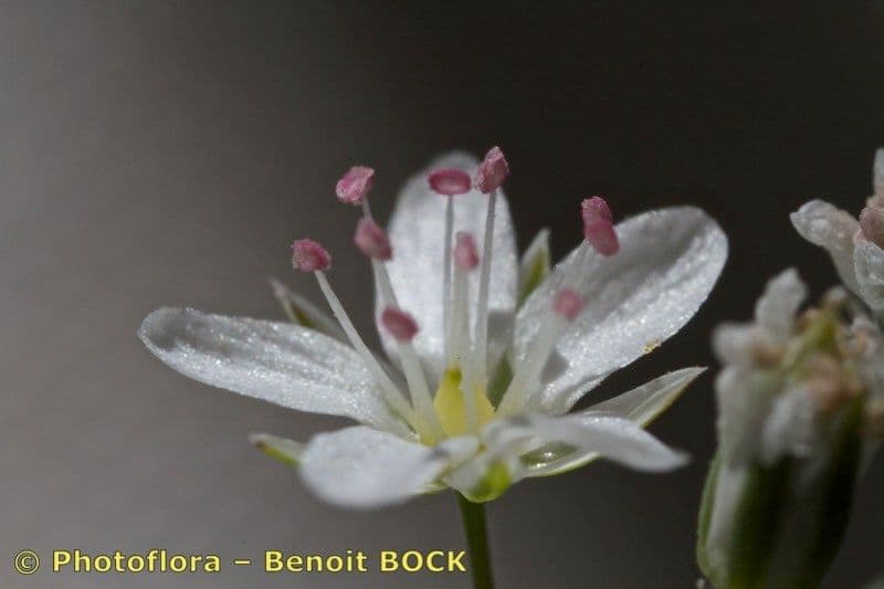 Minuartia setacea 2