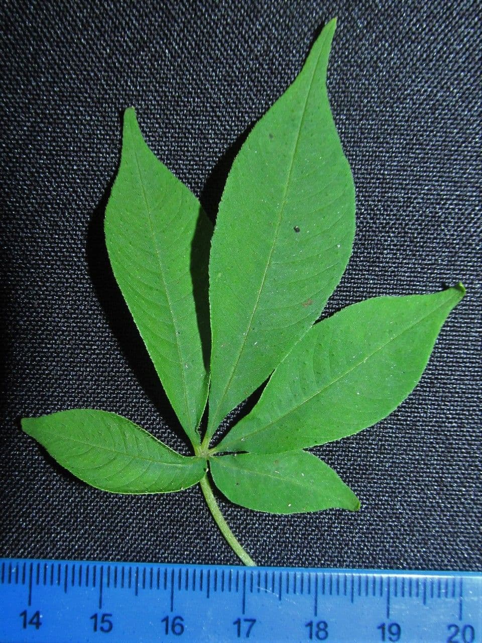 Cleome