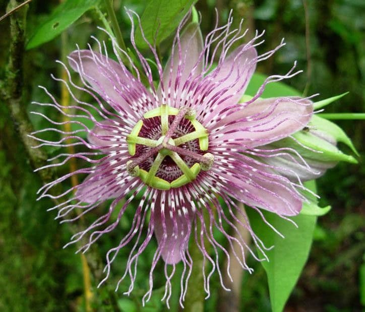 Passiflora 2
