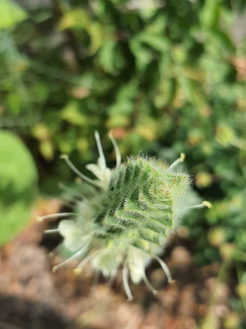 Salvia 3