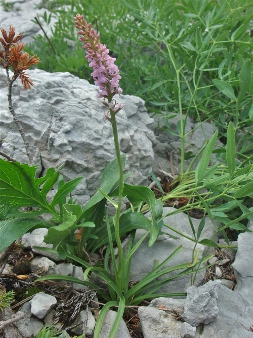 Manina profumata 10