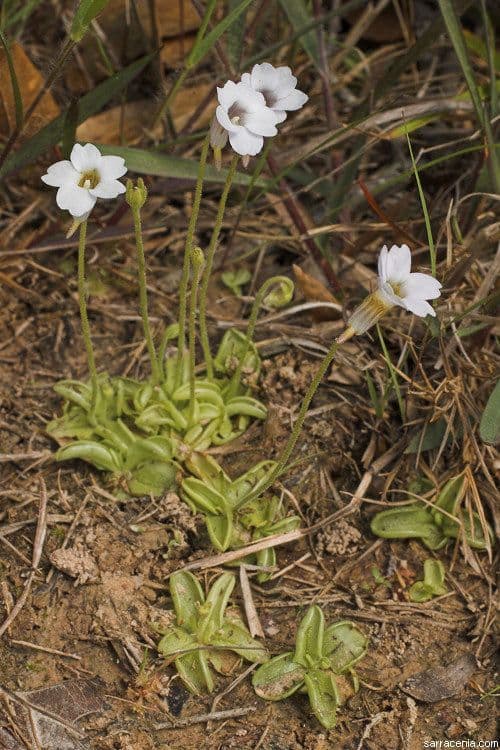 Pinguicula pumila 9