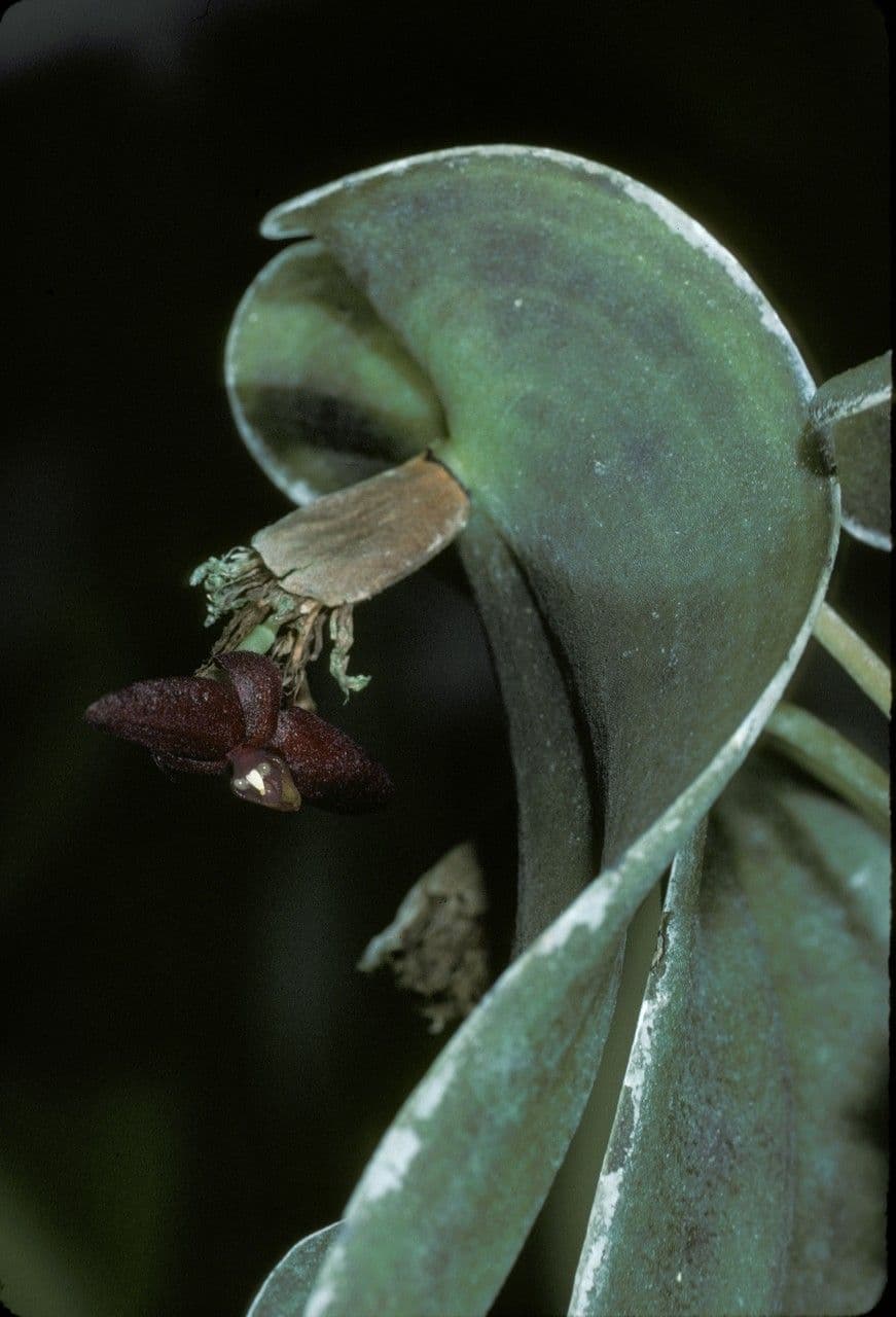 Pleurothallis 2