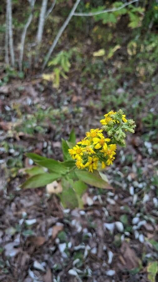 Solidago picciolata 5
