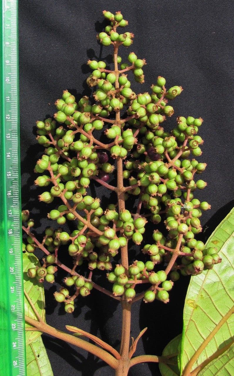 Miconia lonchophylla 2