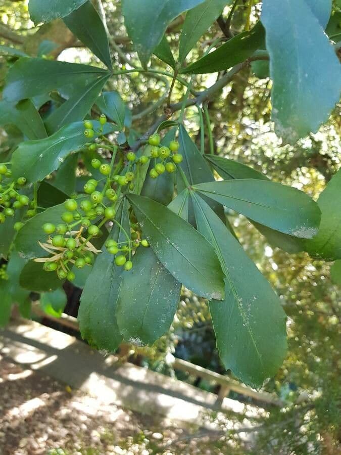 Pseudopanax 5