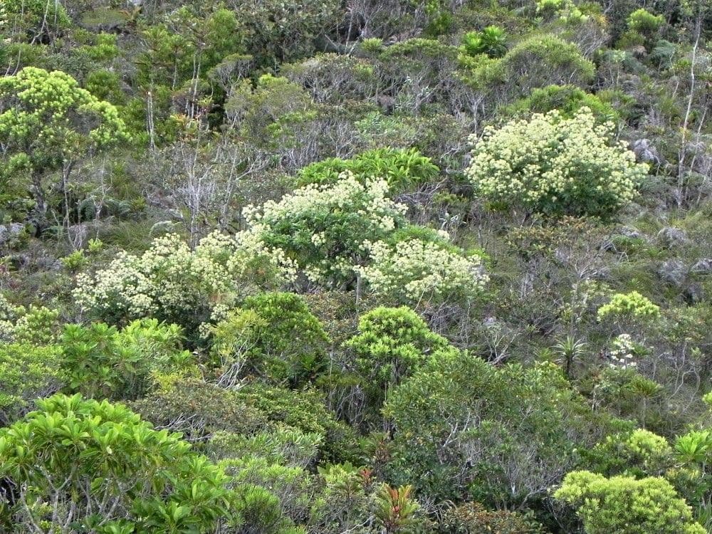 Myodocarpus 13
