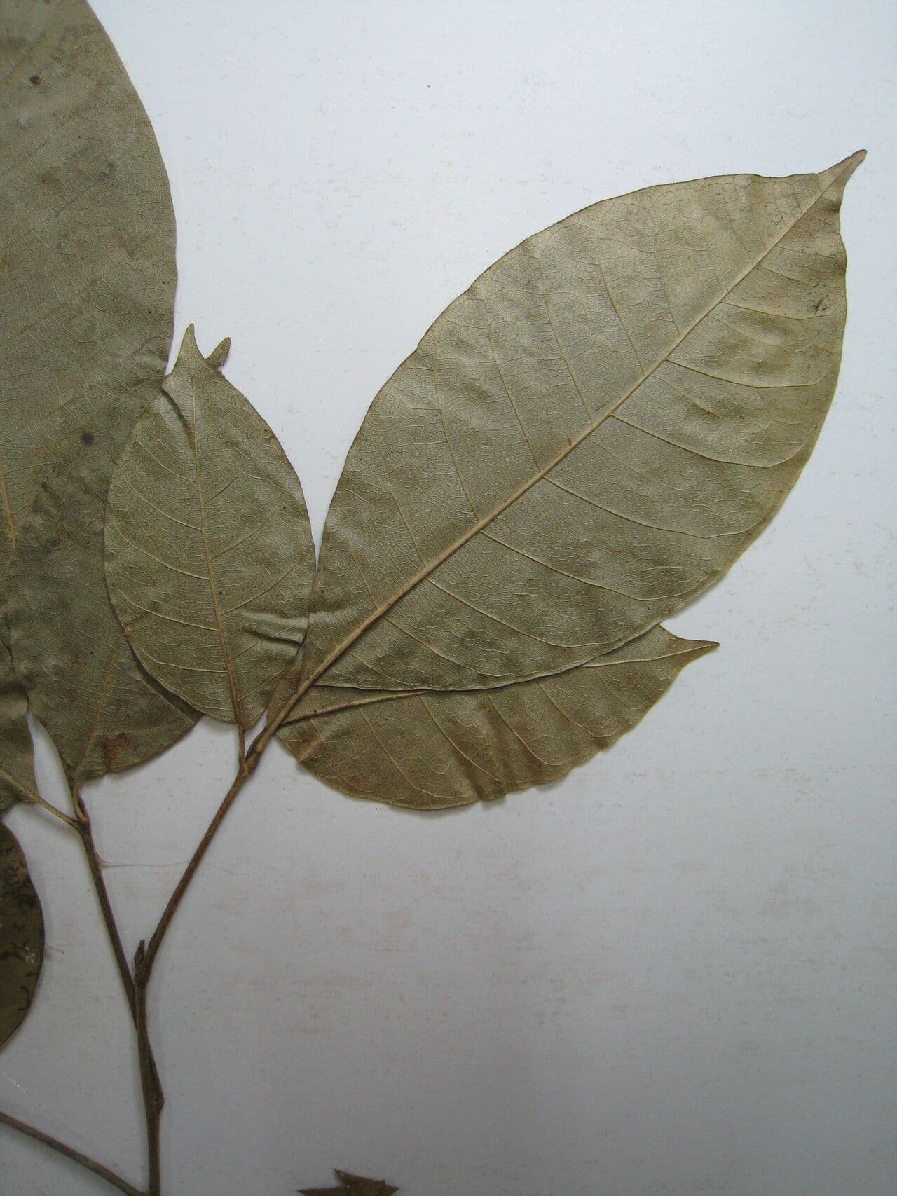 Trichilia 24