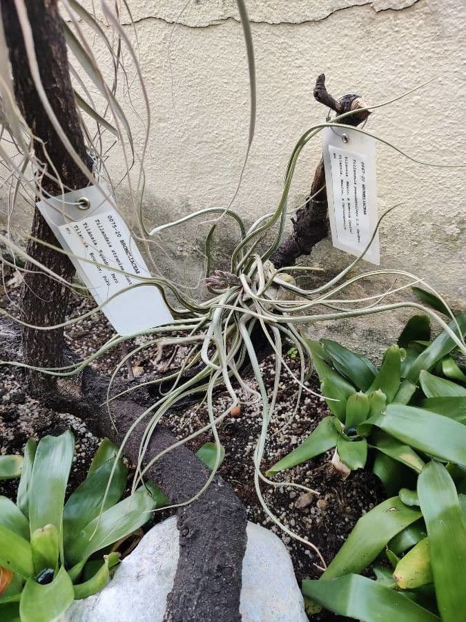 Tillandsia