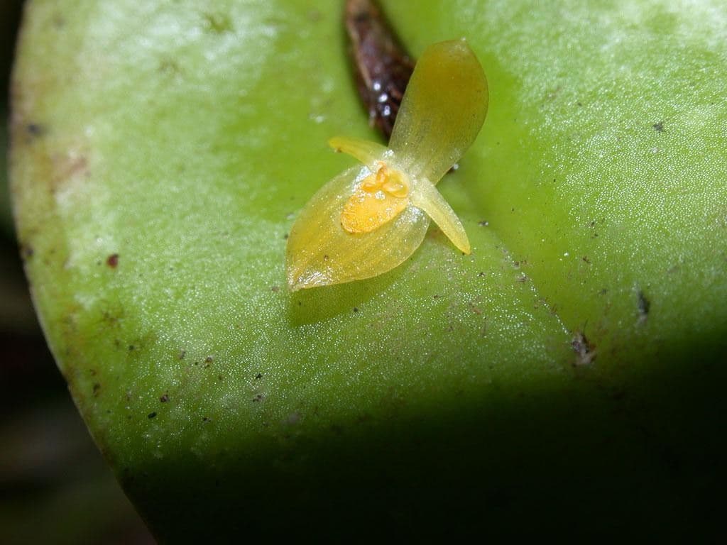 Pleurothallis 14