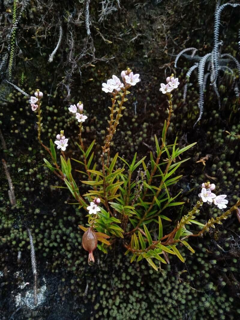 Epidendrum 4