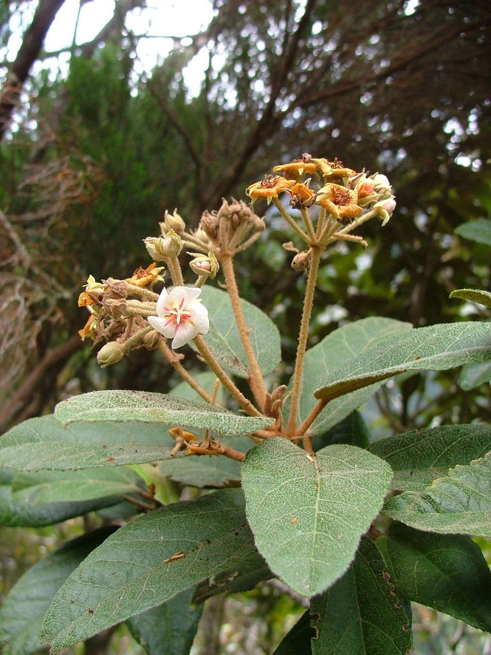 Dombeya 25