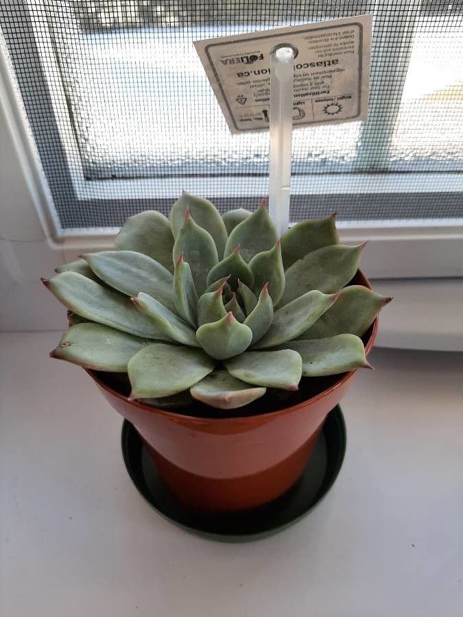 Echeveria 14