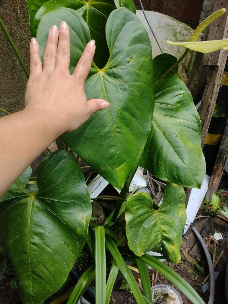 Anthurium 8