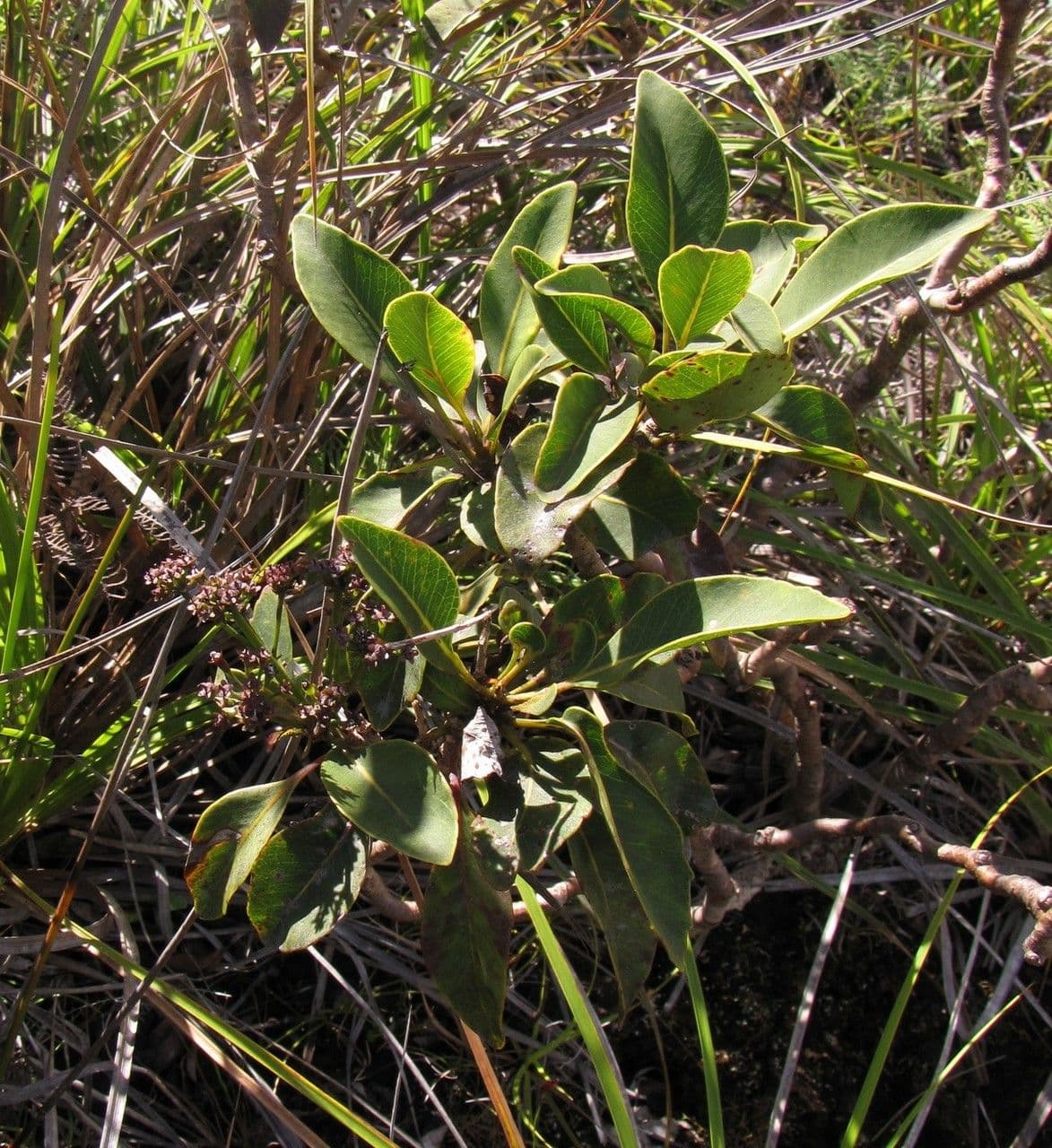 Myodocarpus 2