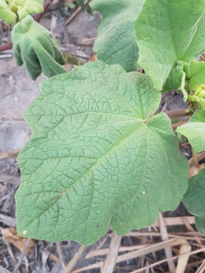 Martynia annua 14