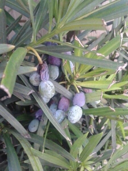 Podocarpus macrophyllus 28