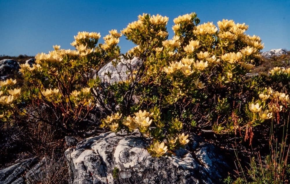 Leucadendron 6
