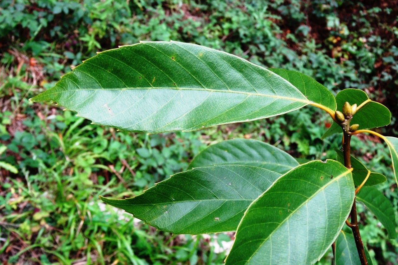 Quercia acuta 11